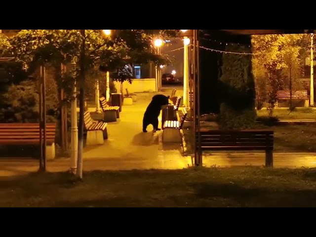 Urs in parc, Romania 2018 / Bears in Romania by Ursuletul Carcotas