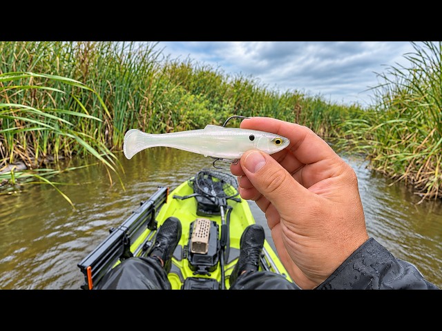 Giant Smallmouth Bass Were Hiding in This Fast River!