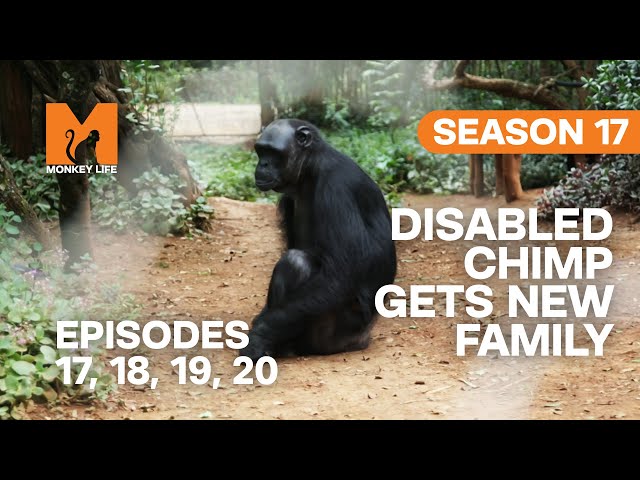Disabled Chimp Gets New Family in Monkey Life | S17 E05, 06, 07 & 08 | Full Episodes