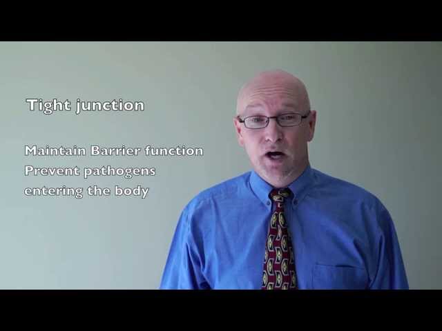 Junction proteins in epithelial cell