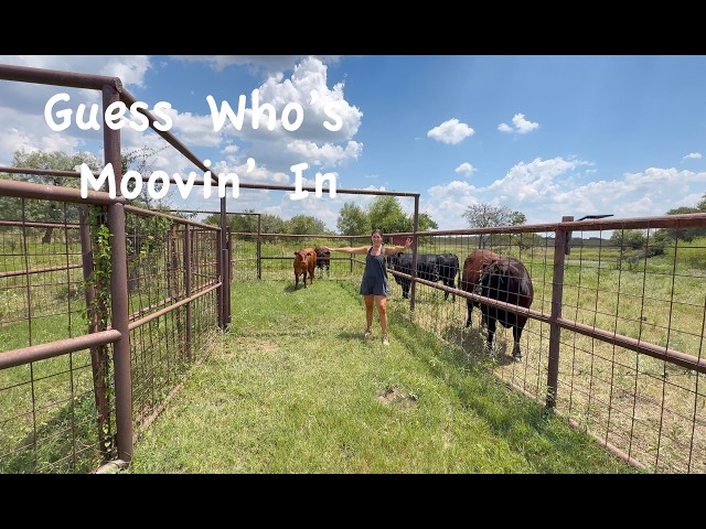 The Future of our Herd Starts Now! Brining Home Our New Beef Master Heifer