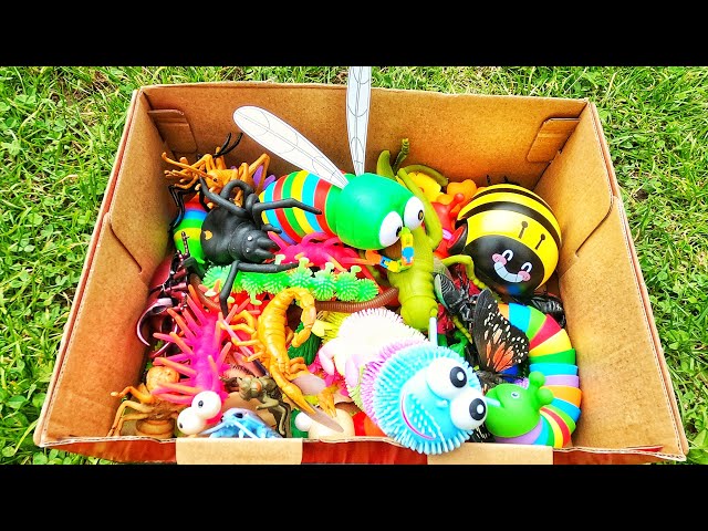 Learn Bugs Insects Names for Babies Toddlers Preschoolers Kids