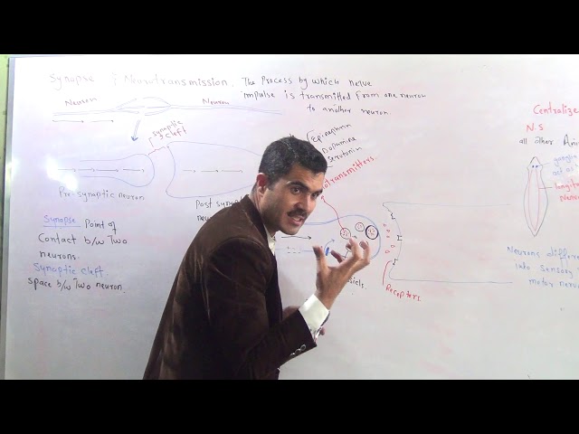 L-8 Synapse, Neurotransmission, Neurotransmitters