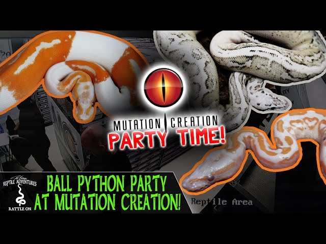 BALL PYTHON PARTY AT MUTATION CREATION!