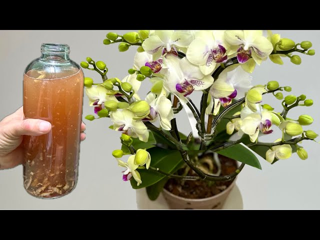 One bottle a week! Suddenly, the orchid sprouts roots and blooms all year round.