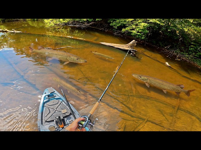 I've Never Seen So Many Muskies! (66 MUSKY MOVED IN ONE DAY)