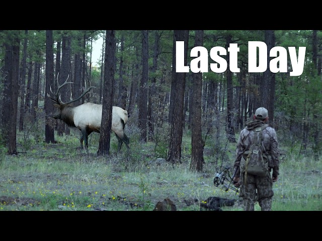 Hunting a "Rut Ball" of Elk!!! - (Warb and Nick's Last Day)