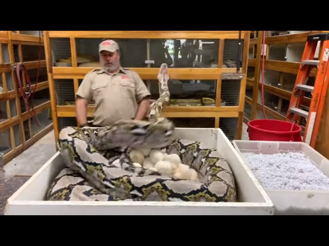 Grumpy Sister Won't Leave Jay Alone! BIG reticulated python