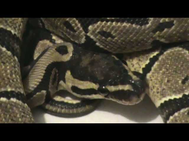 The Vanilla Ball Python