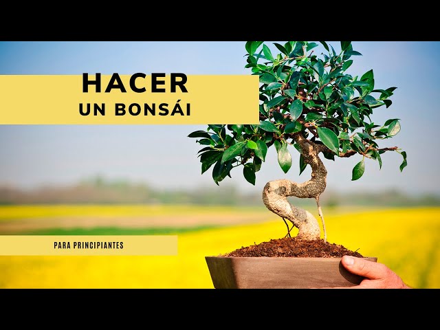 How to make a BONSAI ✂️ Beginner's Guide 💧 Jardinatis 🌱