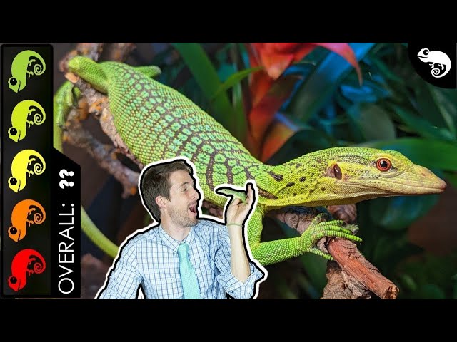 Green Tree Monitor, The Best Pet Lizard?
