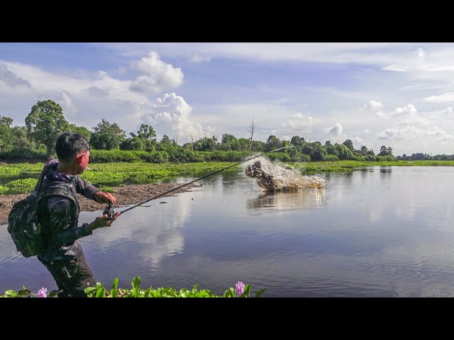 Casting of Wild Toman Fish from Black Water Lake, Riau Interior Immediately Burned!!!