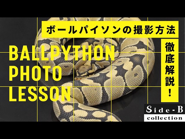 ボールパイソンの撮影方法 徹底解説！