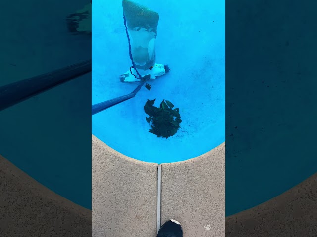 Pool cleaning vacuum - hammerhead vacuum for cleaning 🍃 and fine material on the bottom of pools.
