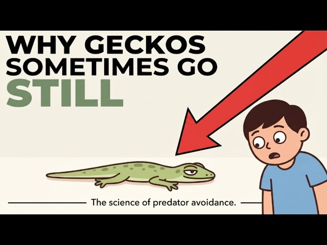 Why Geckos Sometimes Go Completely Still #gecko