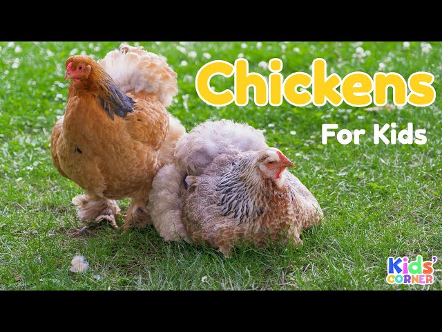 Chickens For Kids | Facts About Chickens | Learn About Chickens | Animals For Kids