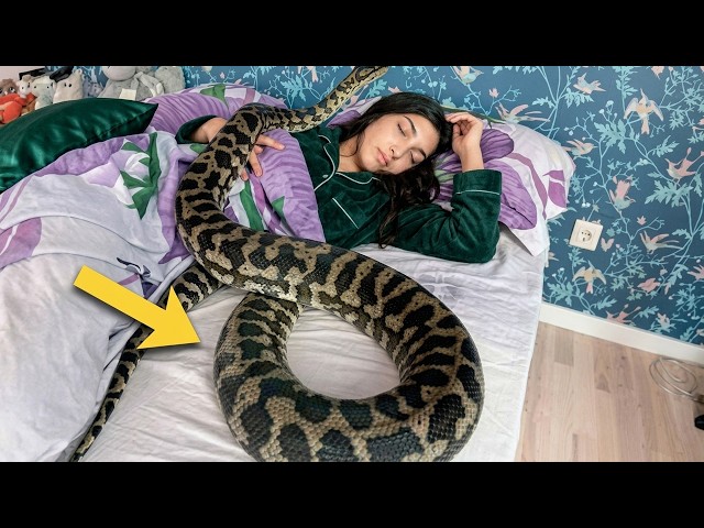 Woman Thought She Could Sleep Safely With Her Pet Python Every Night, Until The Vet Showed Her...