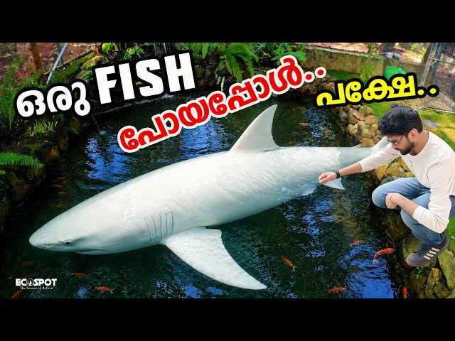 😓When our FISHS died.. they were replaced by a load of new Pangasius fishs! 🐟✨🔥 | Added 8 new sha...