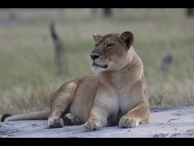 LION VS PYTHON (the hunt part 1)