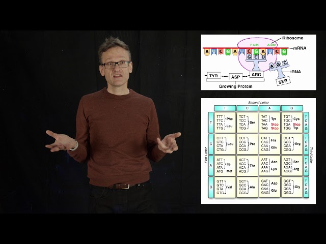 Lecture 01, concept 16: The genetic code