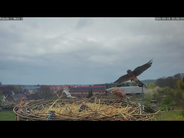 Tretakt vor Publikum - Ente schaut zu 😊- Turmfalken Fohrde - 14.04.2026