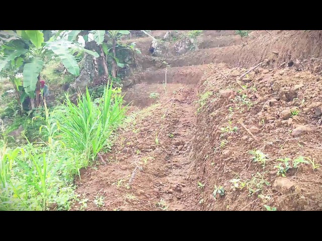 Manual Plant Stem Processing by Hand #RuralAgriculture #TraditionalFarming