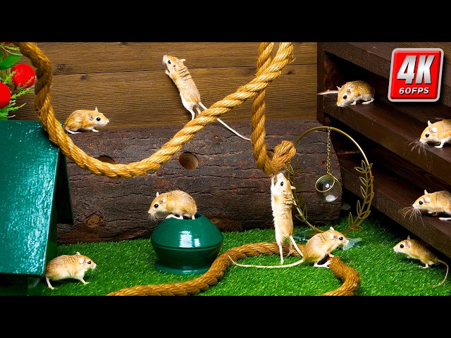 Cat TV Mouse Maze | Ultimate Real Mouse Hunt & Hide Game – 4K 60FPS