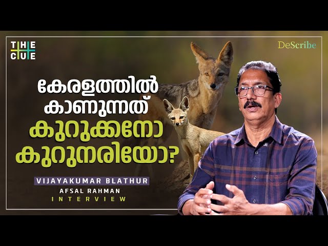 കുറുക്കനും കുറുനരിയും തമ്മിലുള്ള വ്യത്യാസം?  | Vijayakumar Blathur Interview | Bengal Fox | Jackal