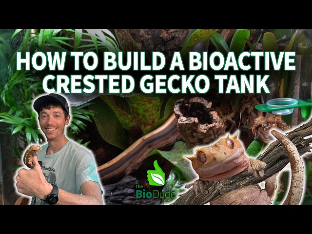 How to Build a Bioactive Crested Gecko Terrarium: UPDATED 2026