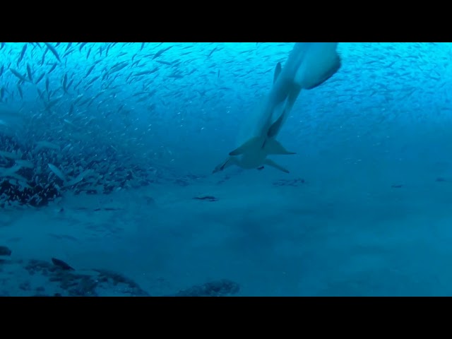 Dixie Arrow Wreck North Carolina Scuba Shark 360