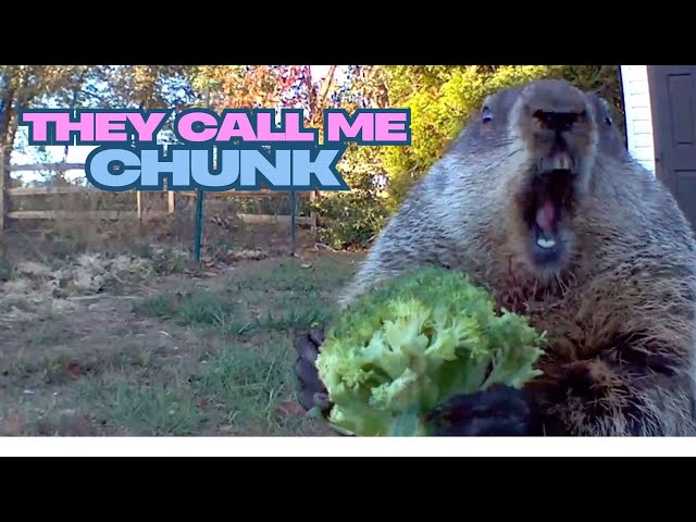The Very Best of Chunk the Groundhog