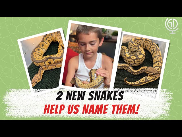 Meet Geo and Dom’s New Baby Ball Pythons! Help Us Name Them!