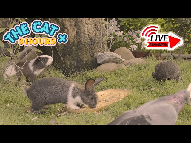 🔴 ⚠️ WARNING: Cats Get Hooked Instantly 🐱 LIVE Birds for Cats 24/7 | Cat TV 4K