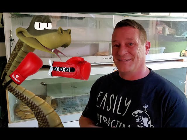 🐍 Reticulated Python Striking at the Glass?