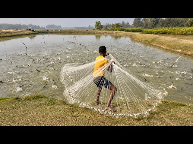Fishing Net Video - Traditional Cast Net Fishing in River - Best Fishing Net Village River Video