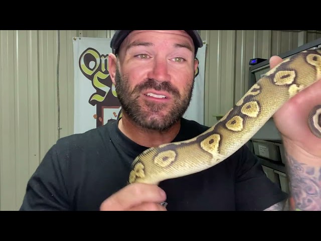 Chad’s favorites in OtCS collection!! #jesuslovesyou #OtCS #ballpythonmorphs #hetflix #jesusisking