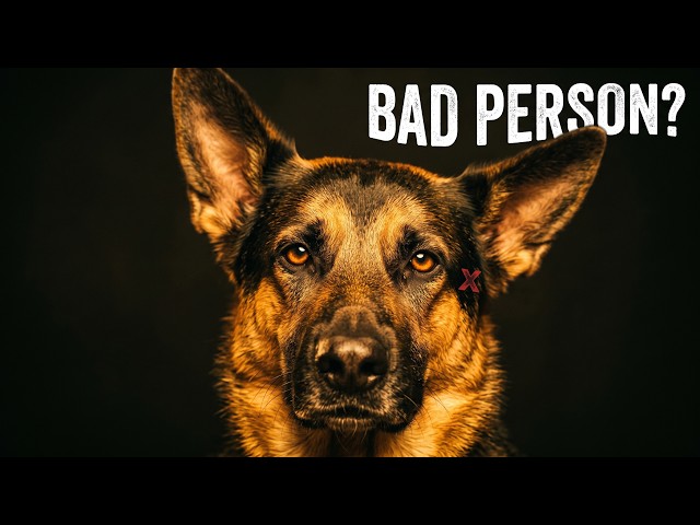 Can Dogs Really Sense a "Bad Person"?
