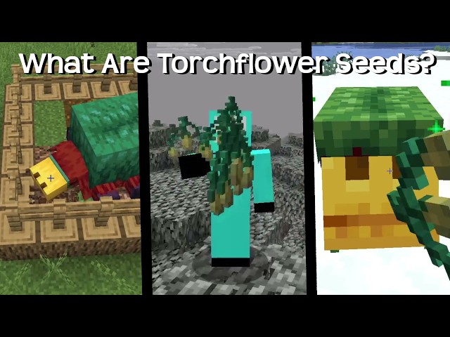 Everything You Would Ever Need To Know About Torchflower Seeds! In 1 Minute!