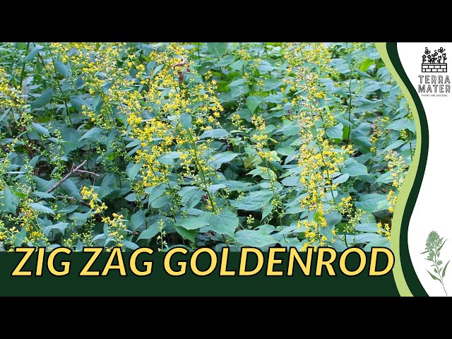 Introduction to ZIG ZAG GOLDENROD: Plant Profile! (Solidago flexicaulis)