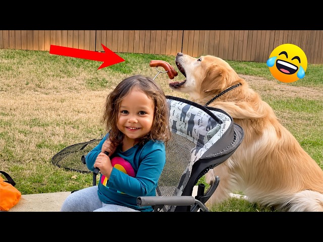 Best Funny Animal Videos 2026 😂 Funniest Dogs and Cats That Made The Internet Better