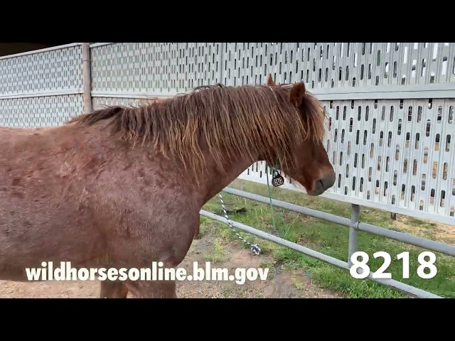 Wild Horse Adoption May 2024