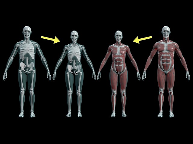 Level Up Your Muscle Transfer | Liesbeth Levick | Equinox 2026