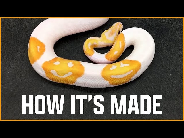 How We Made the Emoji Ball Python