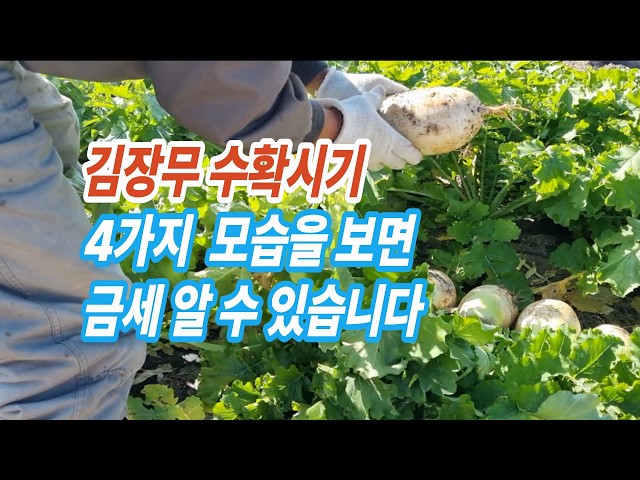 [Vegetable Garden] You Can Easily Determine When to Harvest Winter Radishes Using These 4 Criteria