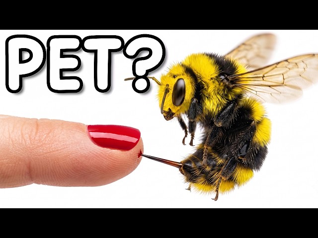 I Got Pet Bumblebees in the mail... (they escaped)