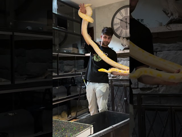 Don’t forget to kiss your snakes #explore #snake #reptiles #smoothsnake #worldsnake