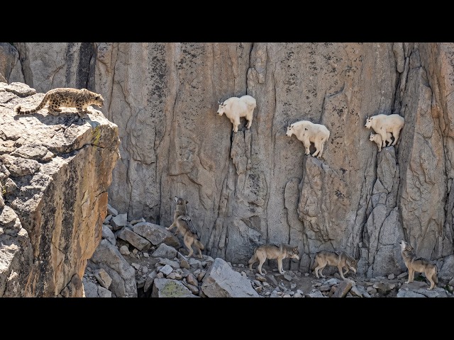 Mountain Goats Outsmart Predators on the Steepest Cliffs