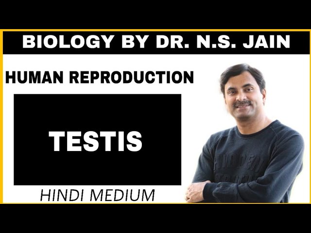 Testis (Human Reproduction) | Hindi Medium
