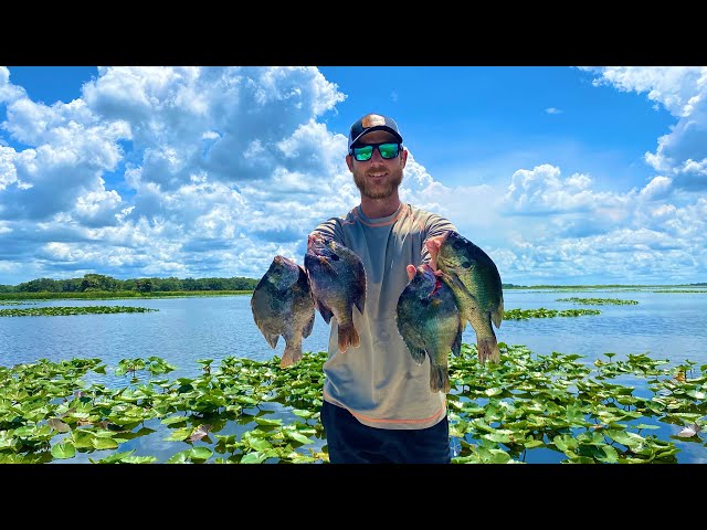 CATCHING HUGE SHELLCRACKER & BLUEGILL! LAKE KISSIMMEE #fishing