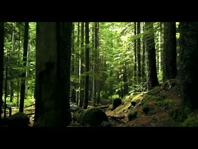 Sonidos del bosque Profundo // Sounds of deep Forest